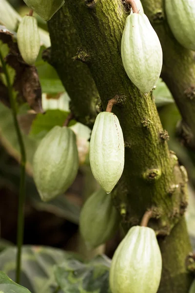 Árbol de cacao —  Fotos de Stock