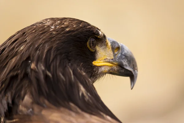 Una joven águila calva —  Fotos de Stock