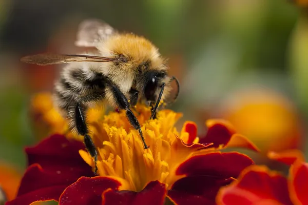Пчела на работе — стоковое фото