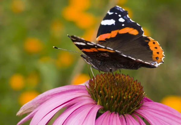 Метелик (латиниця — Ванесса АТАЛАНТА ) — стокове фото