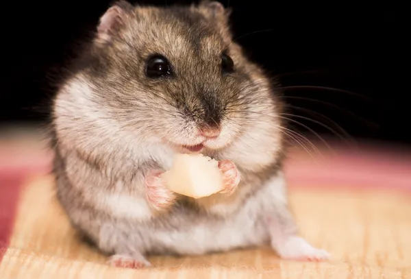Hamster eating — Stock Photo, Image
