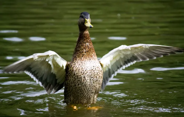 Pato com asas alargadas — Fotografia de Stock