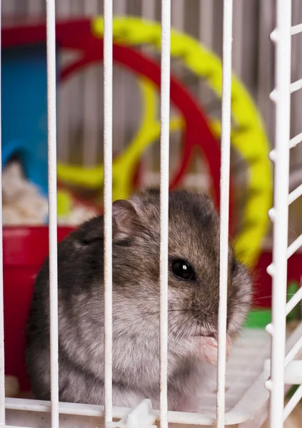Hamster in cage — Stock Photo, Image