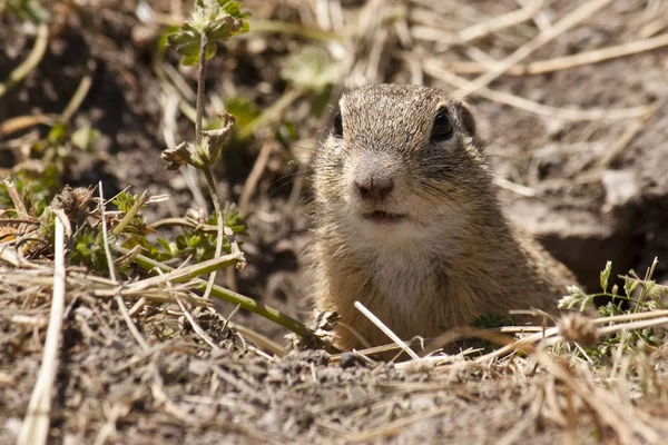 Piccolo marmotta — Foto Stock