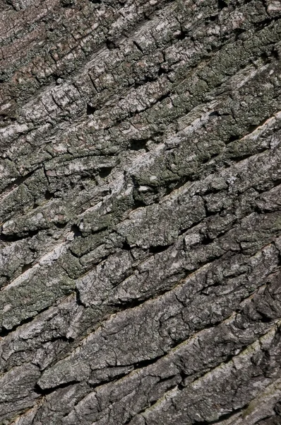 木製の地殻のテクスチャ — ストック写真