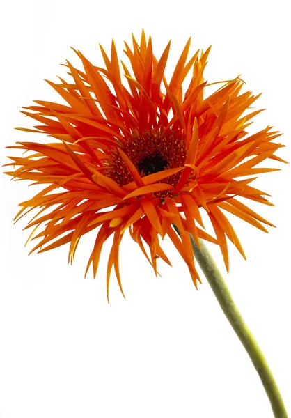 stock image Ruffled gerbera