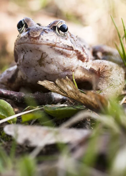 棕色青蛙 — 图库照片