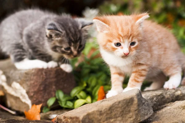 Little kittens — Stock Photo, Image