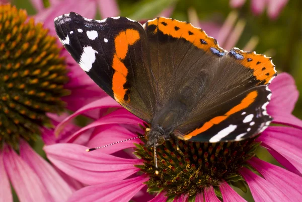 Butterfly ( Latin-Vanessa atalanta ) — Stock Photo, Image