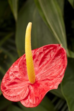 Red anthurium clipart