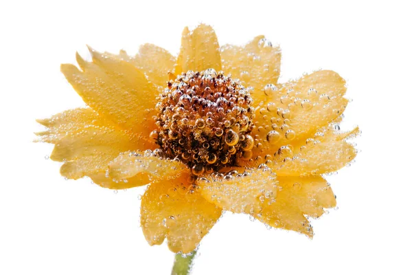 Yellow flower with air bubbles — Stock Photo, Image