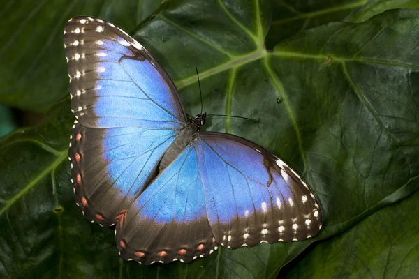 Blue Morpho Bbcfly — стоковое фото