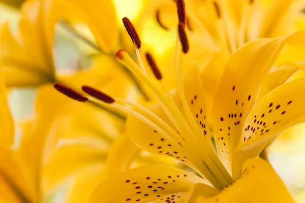 stock image Close Up of the yellow Lilly