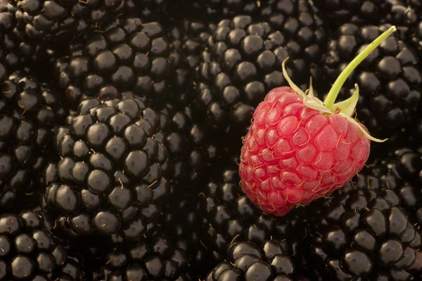 Different - raspberry and blackberries — Stock Photo, Image