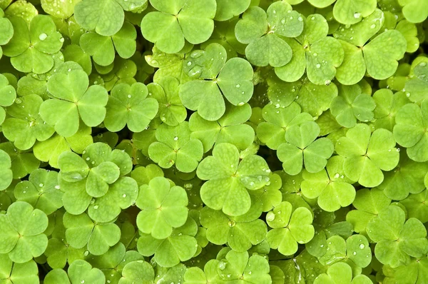 Green clover — Stock Photo, Image