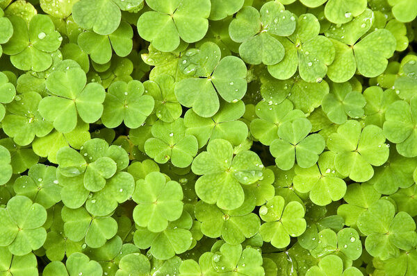 Зеленый клевер
