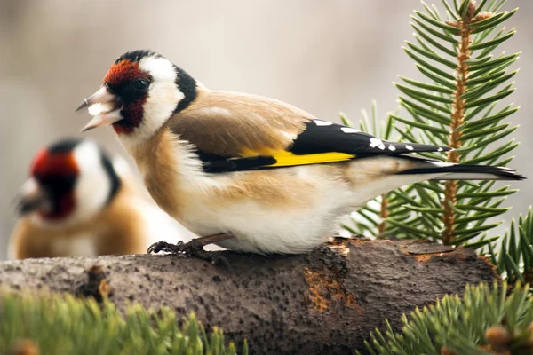 Goldfinchs διατροφή — Φωτογραφία Αρχείου