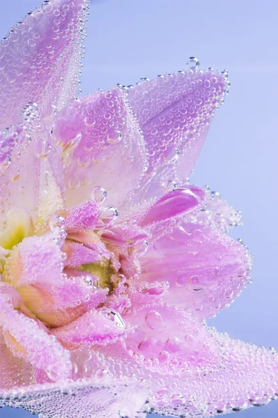 Рожева квітка з бульбашками повітря — стокове фото