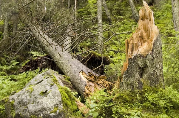 Καταστραφεί το δέντρο — Φωτογραφία Αρχείου