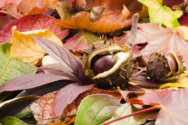 Jesienią kasztany — Zdjęcie stockowe