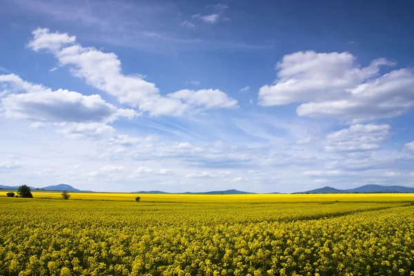 Yellow rape seed field — Stock Photo, Image
