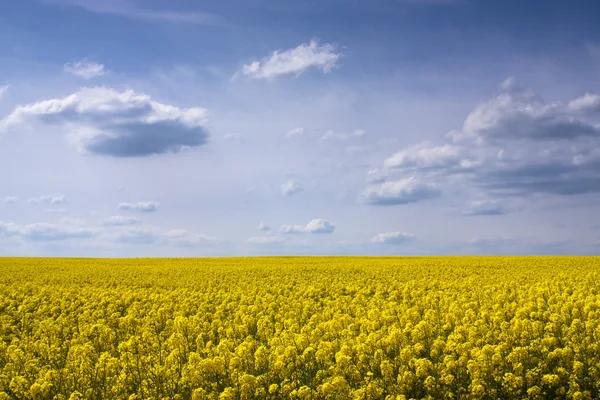 Yellow rape seed field — Stock Photo, Image