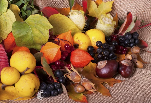 Układ jesień kolorowy — Zdjęcie stockowe