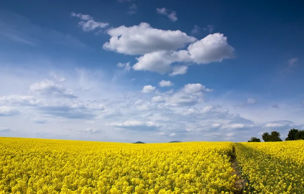 stock image Yellow rape seed field