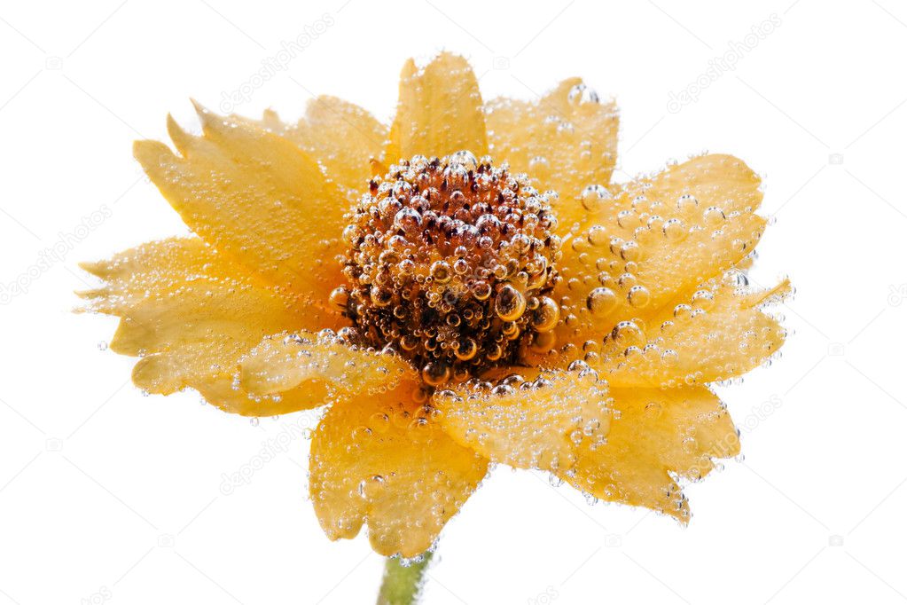 Yellow flower with air bubbles