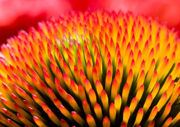 Echinacea purpurea – stockfoto