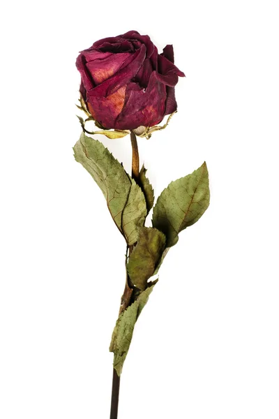 Verwelkte Rose — Stockfoto
