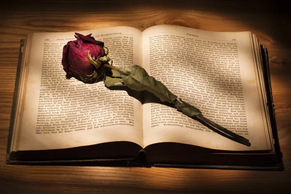 Szárított rózsa és könyv — Stock Fotó
