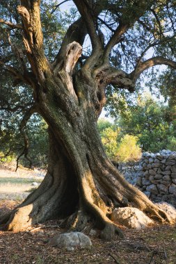 Old olive tree clipart