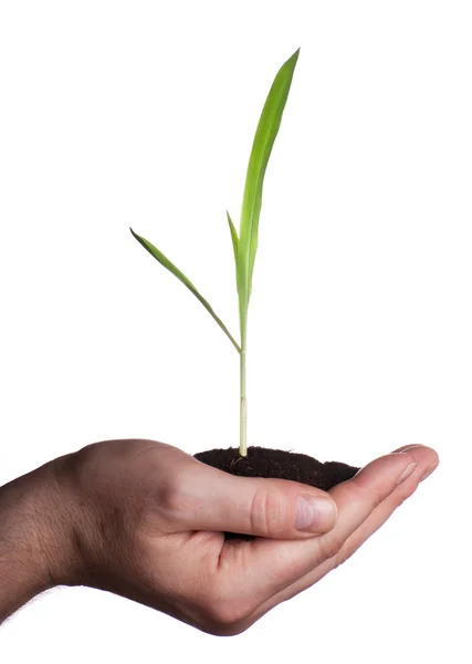 Hålla liten växt — Stockfoto
