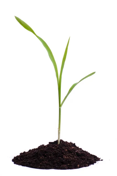 トウモロコシの 1 つの芽 — ストック写真