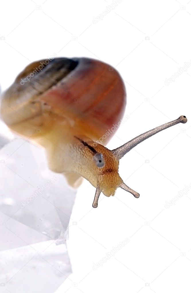 Snail on a rock crystal