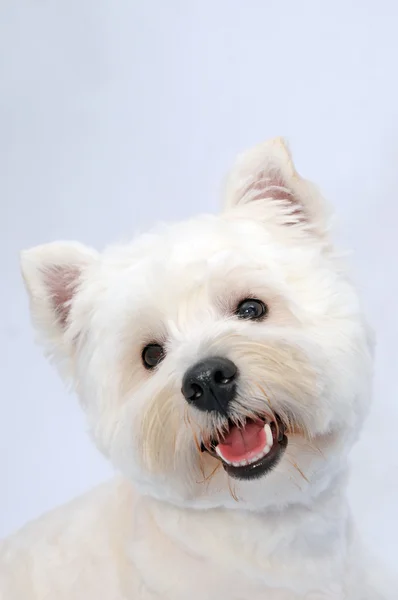 stock image White Westhighland Terrier