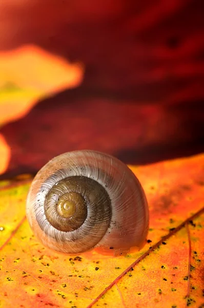 Snail on leaf Stock Photo