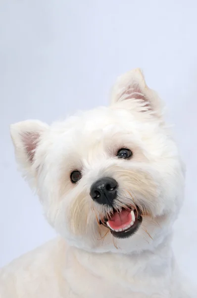 Terrier Westhighland bianco Fotografia Stock
