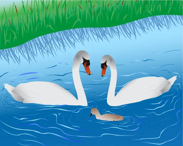 Лебеди на озере — стоковый вектор