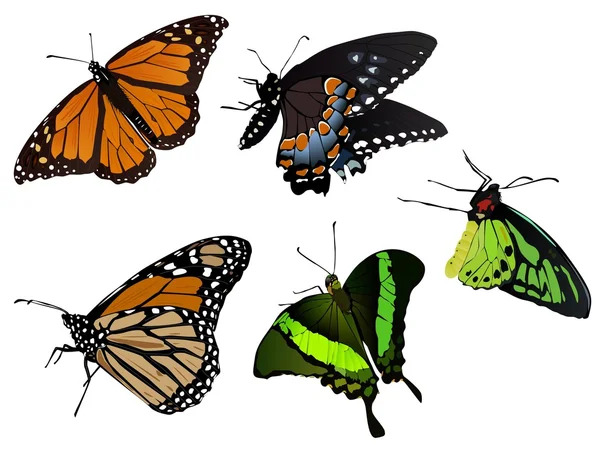Reality butterflies Vector Graphics