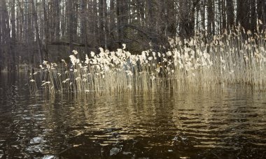 Reed ve Gölü ormanlık adada