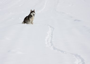 köpek bir kar üstünde