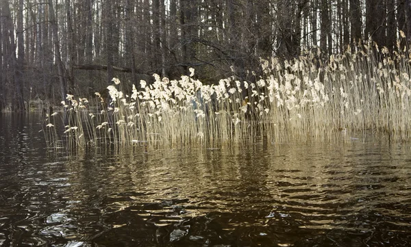 Reed and wooded island on lake — Stock Photo, Image