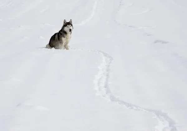 Stock image Dog on a snow