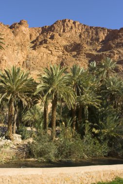 The Todra Gorge oasis clipart