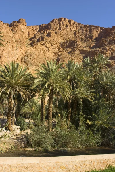 stock image The Todra Gorge oasis