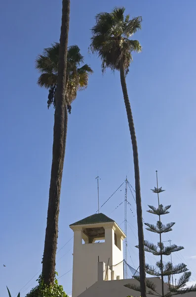 stock image Tall palm trees on blue sky backgrounds