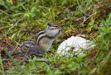 Kahvaltıda Sibirya chipmunk