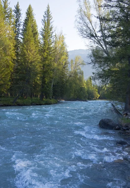 Grand ruisseau de montagne dans la forêt, Altaï — Photo